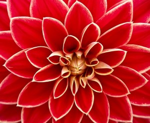 dahlia-186450_640