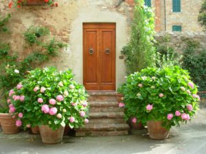 Можно ли дома выращивать садовую крупнолистную гортензию?