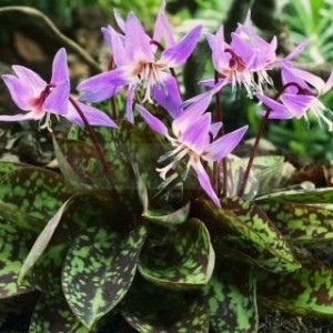 Эритрониум Purple King erythronium-purple-king-1