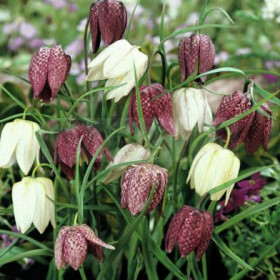 Фритилярия Meleagris Mix fritillaria