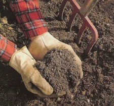 Как простым способом определить кислотность почвы?