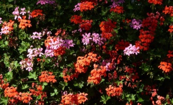 10 красивейших цветов, которые украшали наш сад с июня до  первого снега…