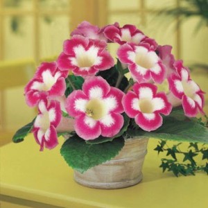 Глоксиния Blanche de Meru 3 Глоксиния Blanche de Meru gloxinias-blanche-de-meru-4