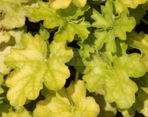 Гейхера Carnival Limeade heuchera-carnival-limeade-3