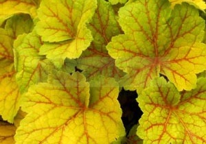 Какие многолетники имеют красивую листву на протяжении всего периода вегетации?
