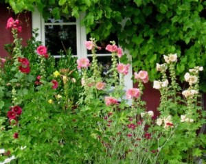 hollyhocks