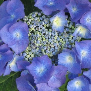 hortensia-taube hortensia-taube-1
