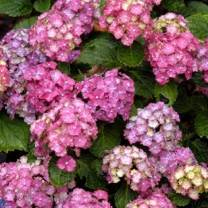 hydrangea_bouquet_rose_int_539_0
