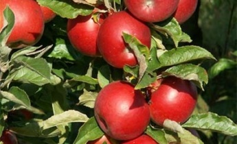 Как правильно выбрать сорта яблони?