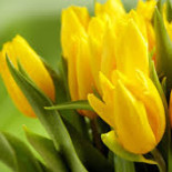 Весна в желтом цвете…