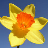 Пригласите солнце в сад. Лучшие желтые цветы для Вашего сада…
