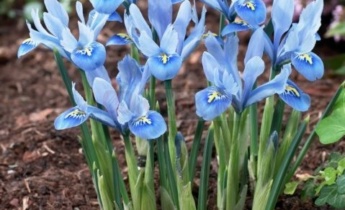 Выращивание синих цветов
