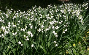 leucojum-gravetye-giant-4