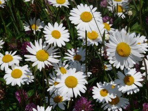 meadows-margerite-57321_640