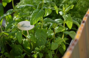 Zelené plodiny – výsadba a péče, tipy na pěstování