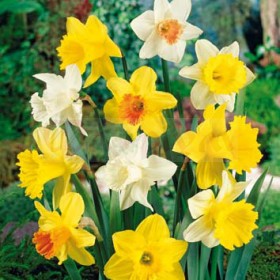 Нарцисс Микс narcis-mixed