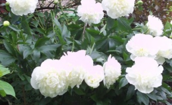 10  лучших белых цветов для вашего сада…