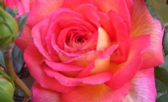 Вы хотите иметь в своем саду здоровые и обильноцветущие розы?