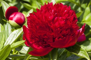 peony-139408_640
