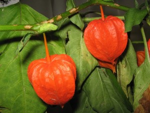 physalis-331602_640