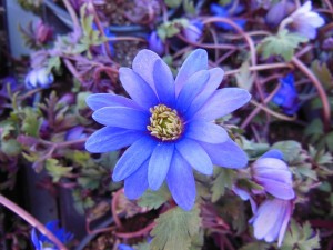 plants-91343_640