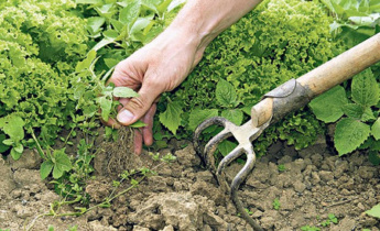 Как определить тип почвы в саду?