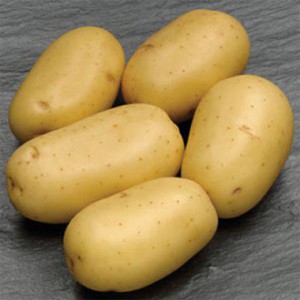 potato-carrera-0_1