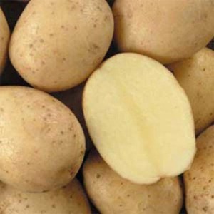 potato-latona-0_1