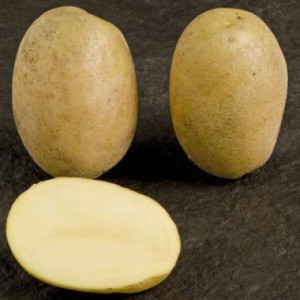 potato-silvana-1