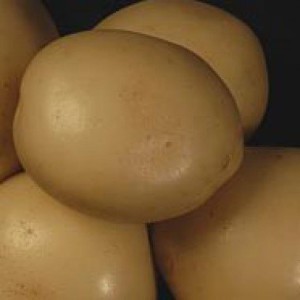 potato-syfra-2