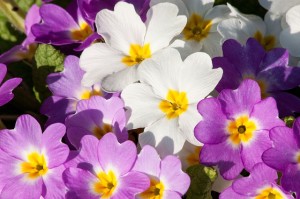 Примула primroses-290840_640