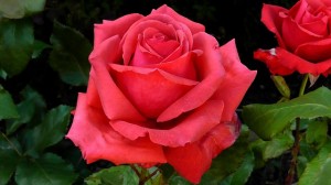 red-363313_640