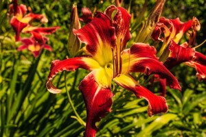 red-lily-2757174_1280