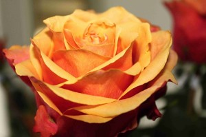 rose-115535_640