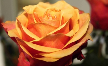 20 самых ароматных цветов для вашего сада…