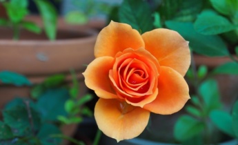 Миниатюрные розы: Выращивание в контейнерах…