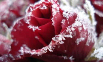 Как правильно укрывать розы  на зиму?