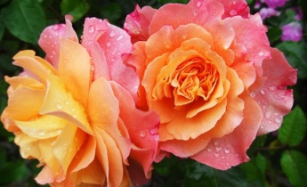 Какие садовые розы подойдут для вашего сада?