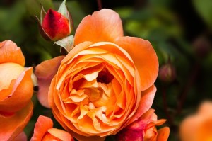 rose-420201_640