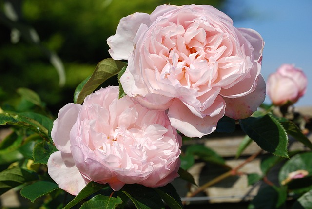Сорт 1: нежно-розовые цветы