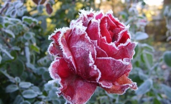 4 практических совета по подготовке роз к зиме…
