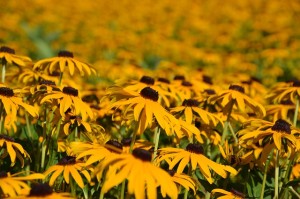 rudbeckia-fulgida-175930_640