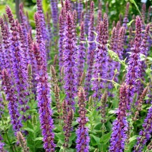 Сальвия Ostfriesland salvia-ostfriesland-4