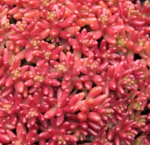 sedum-coral-carpet