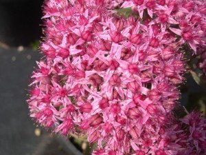 sedum_cloud_walker sedum_cloud_walker_1_1