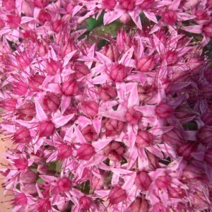Седум Cloud Walker sedum_cloud_walker_2