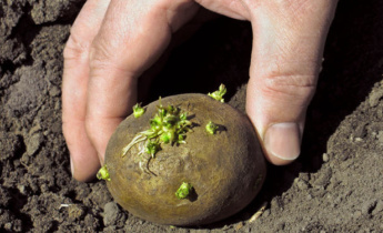 Каковы требования картофеля к теплу, свету, влаге и почве?