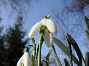 snowdrop-262560_640