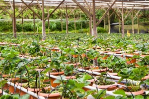 Клубника в горшках strawberry-139603_640