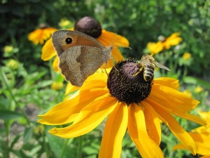 sun-flower-238852_640